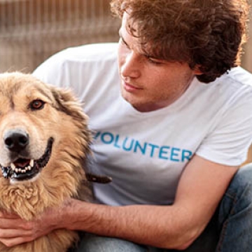 animal shelter volunteer