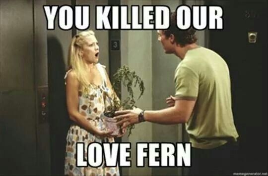 You killed our love fern
