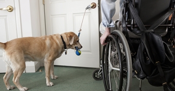 Responding to an employee’s request for a service dog