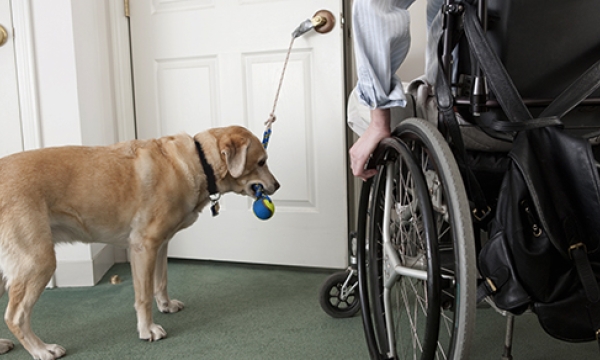 Responding to an employee’s request for a service dog