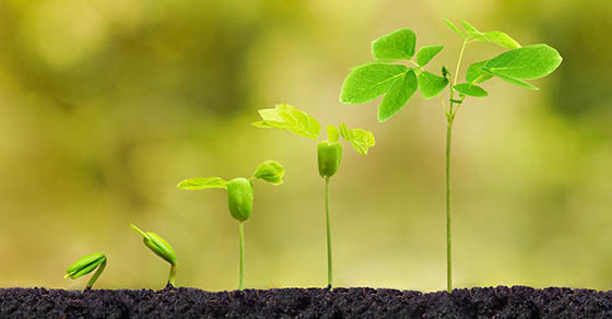 flower plant growing