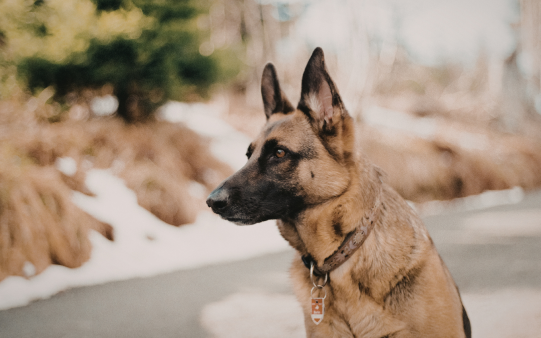 Business Deductions for Four-Legged Coworkers