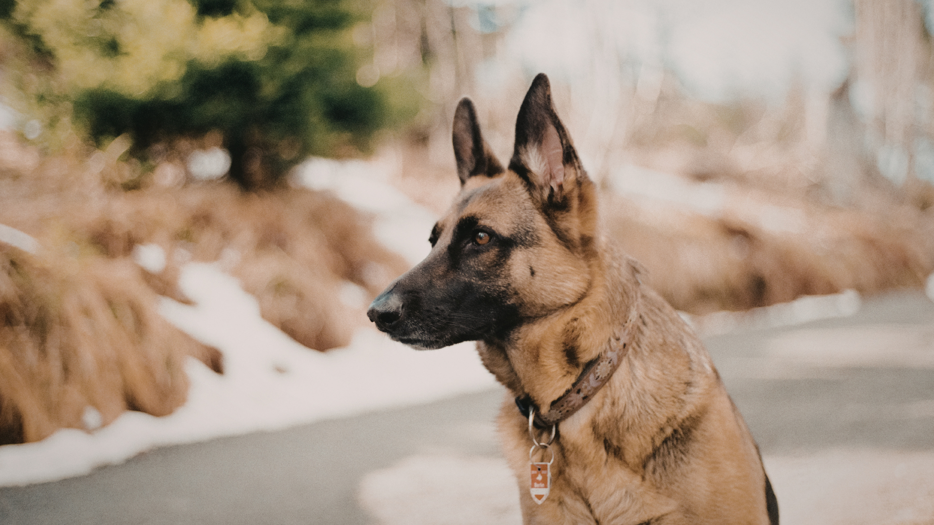 guard dog
