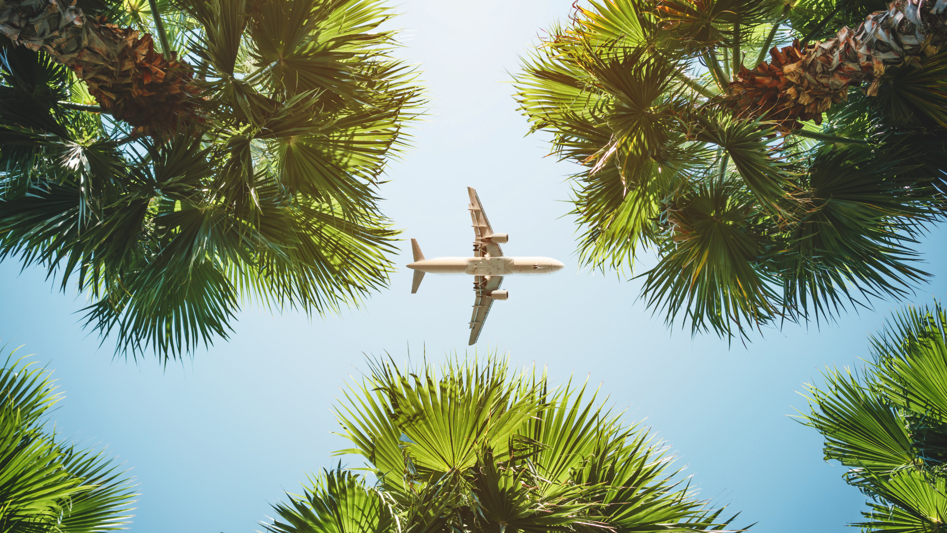 Plane above trees